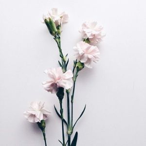 Meet your Posher, Bella